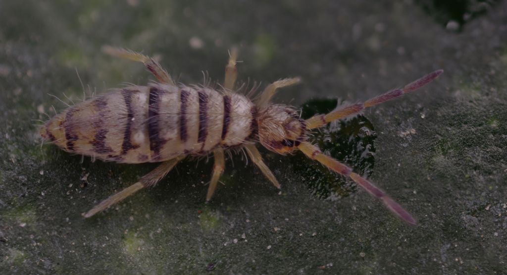 Entomobrya multifasciata?  S !